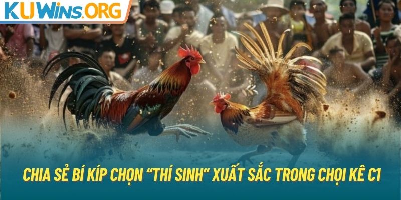 Chia sẻ bí kíp chọn “thí sinh” xuất sắc trong chọi kê C1