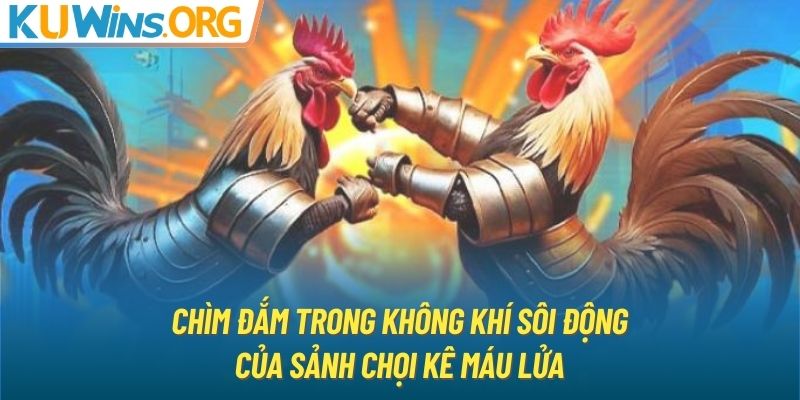 Chìm đắm trong không khí sôi động của sảnh chọi kê máu lửa