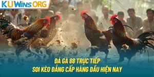 Đá Gà 88 Trực Tiếp - Soi Kèo Đẳng Cấp Hàng Đầu Hiện Nay