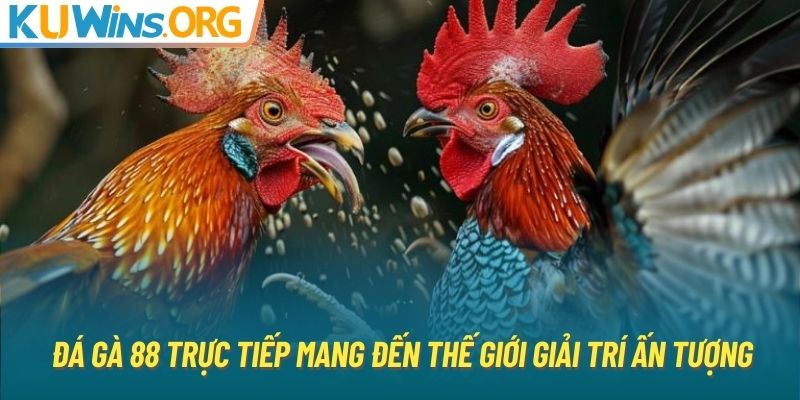 Đá gà 88 trực tiếp mang đến thế giới giải trí ấn tượng