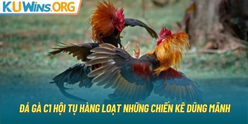 Đá gà C1 hội tụ hàng loạt những chiến kê dũng mãnh